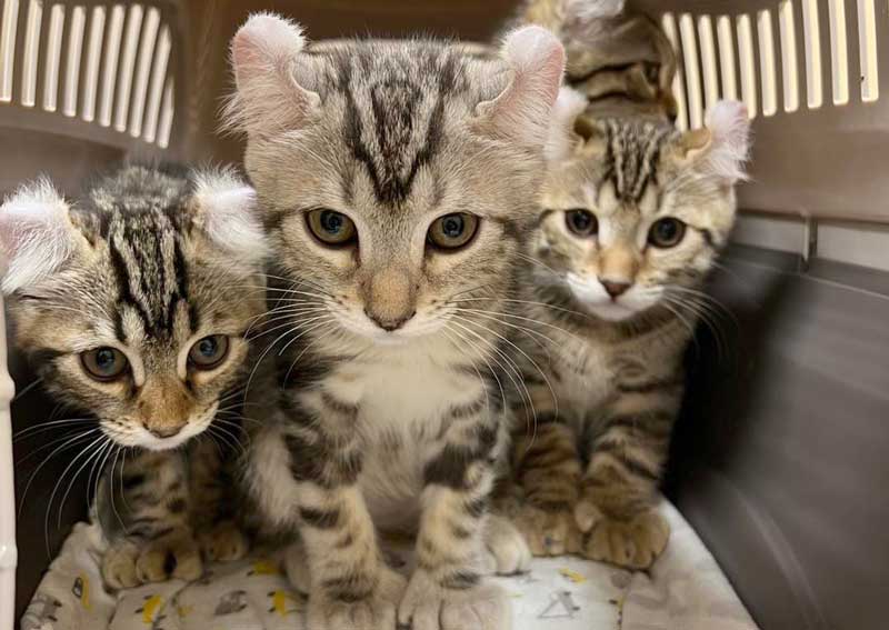 Carousel Slide 4: Cat care for all stages of life