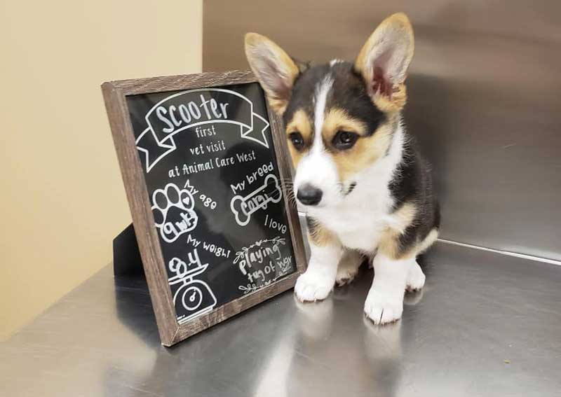 Carousel Slide 3: Dog veterinary care